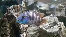 Placidochromis milomo