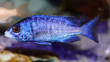 Placidochromis Phenochilis Mdoka / Weib