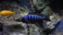 Placidochromis phenochilus Lupingu Weibchen eines von 2