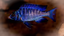 Placidochromis phenochilus ´mdoka´ [white lips]