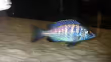 Placidochromis phenochilus Mdoka 