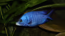 Placidochromis phenochilus Mdoka WFNZ Weibchen 06.12.2013
