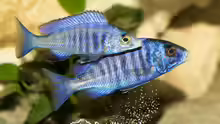 Placidochromis Phenochilus Mdoka White Lips (m + w)?