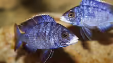 Placidochromis phenochilus Mdoka