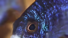Placidochromis phenochilus Mdoka