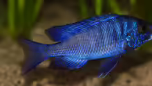 Placidochromis phenochilus ´Mdoka´