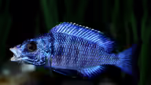 Placidochromis-Arten