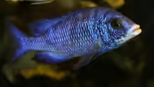 Placidochromis phenochilus mloto