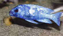 Placidochromis phenochilus Tanzania - AlphaMann