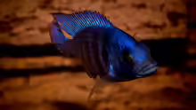 Placidochromis phenochilus ´tanzania´ [lupingu]