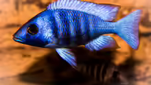 Placidochromis phenochilus ´tanzania´ [lupingu]