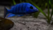 Placidochromis phenochilus ´Tanzania´..ohne Blitz in abendlicher Stimmung ..