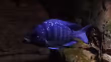 Placidochromis phenochilus tanzania Bock
