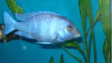 Placidochromis Phenochilus Tanzania F1