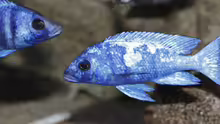 Placidochromis phenochilus Tanzania