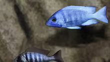 Placidochromis phenochilus Tanzania