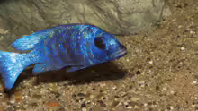 Placidochromis phenochilus ´Tanzania´