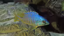 Placidochromis jalo reef