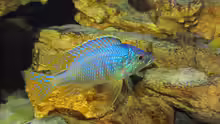 Placidochromis sp. jalo 01.07.2014