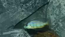 Placidochromis johnstoni solo