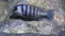 Placidochromis sp. ´phenchilus tanzania´ lupingo Weibchen