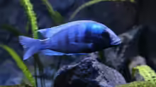 Placidochromis sp. phenochilus Gisseli Gome