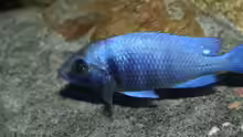 Placidochromis sp. ´phenochilus tanzania´ lupingo, die ersten Schuppen Färben
