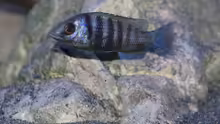Placidochromis sp. ´phenochilus tanzania´ lupingo Weibchen