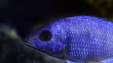 Placidochromis sp. ´phenochilus tanzania´ lupingo