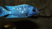 Placidochromis sp. ´phenochilus tanzania´ lupingu Männchen