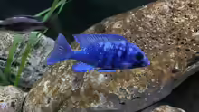 Placidochromis