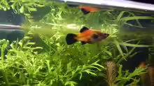 Platy Weibchen