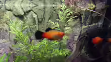 Platy