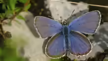 Plebeius argus
