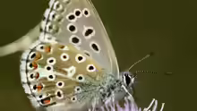 Plebeius idas