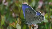 Plebeius optilete
