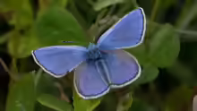 Plebeius orbitulus