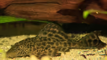 Plecostomus