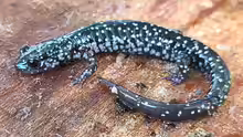 Plethodon mississippi