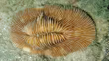 Pleuractis moluccensis