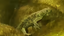 Pleurodeles poireti