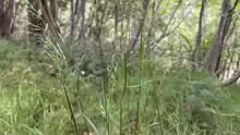 Poa nemoralis