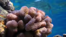 Pocillopora ankeli