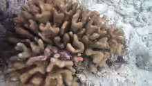 Pocillopora elegans