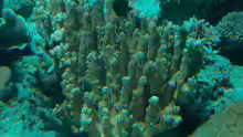 Pocillopora grandis