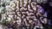 Pocillopora ligulata