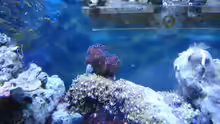 Pocillopora März 2013