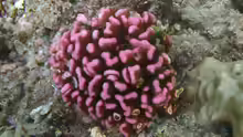 Pocillopora meandrina
