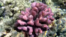 Pocillopora