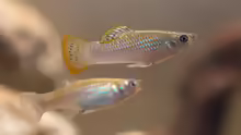 Poecilia mexicana